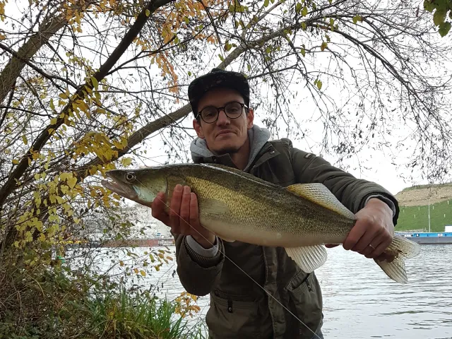 Zander