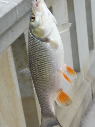 Döbel