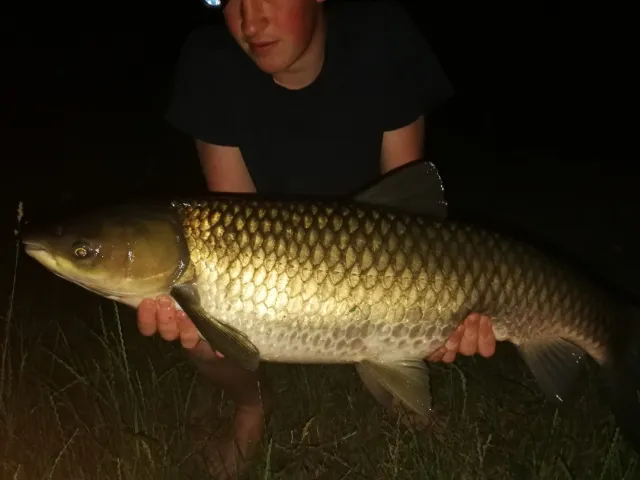 Graskarpfen