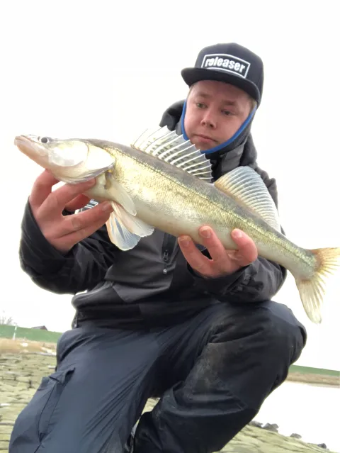 Zander
