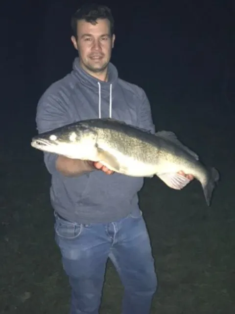 Zander