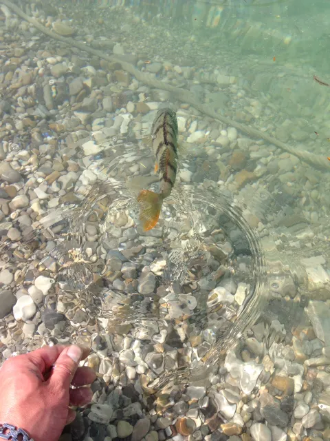 Flussbarsch
