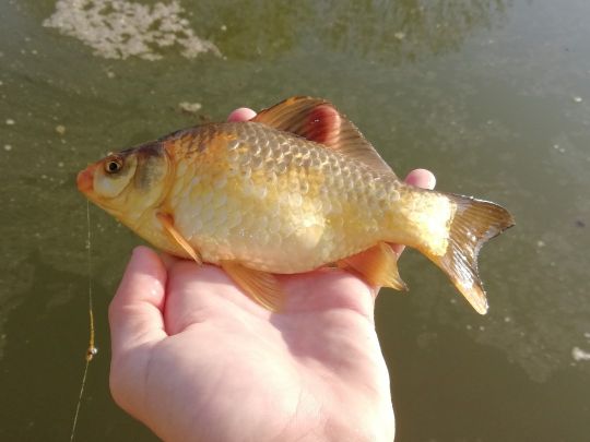 Goldfisch