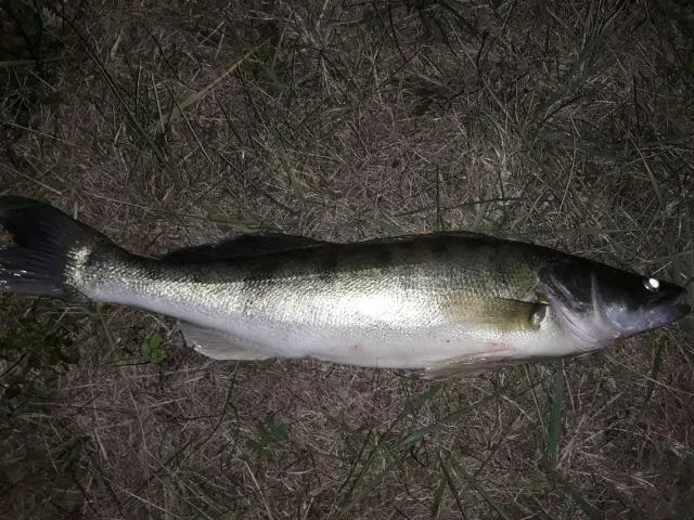 Zander