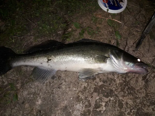 Zander