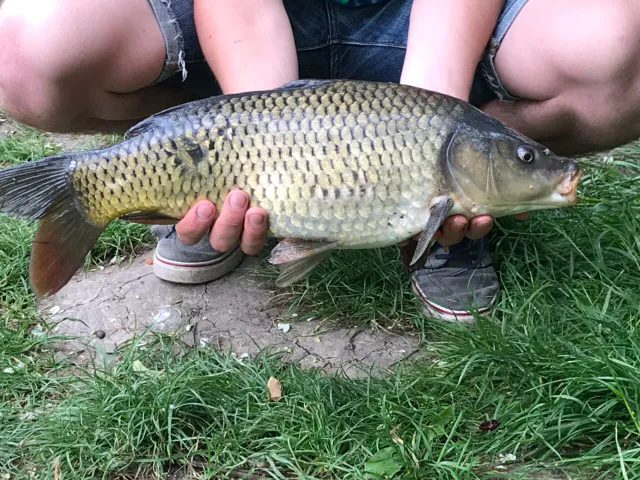 Karpfen