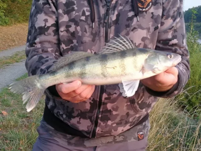 Zander