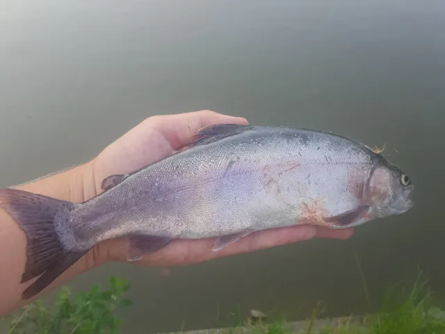 Regenbogenforelle