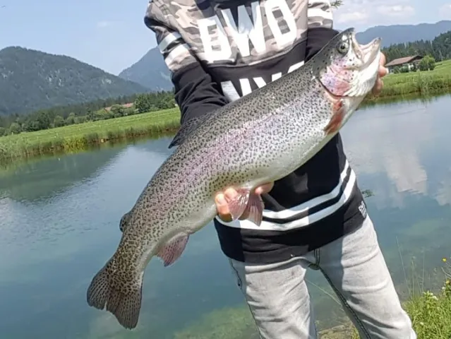 Regenbogenforelle