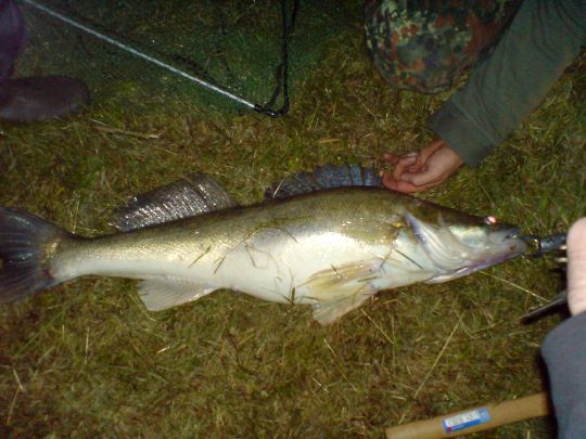 Zander