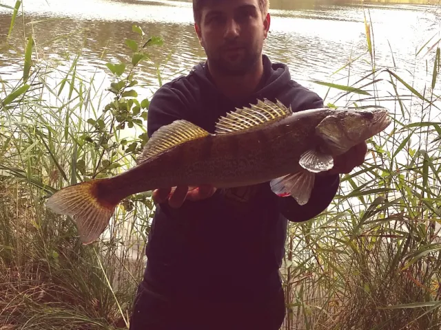 Zander