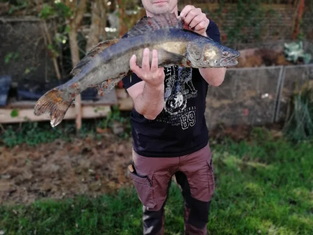 Zander
