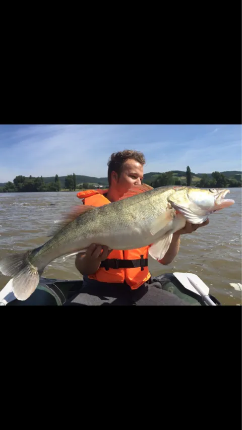 Zander