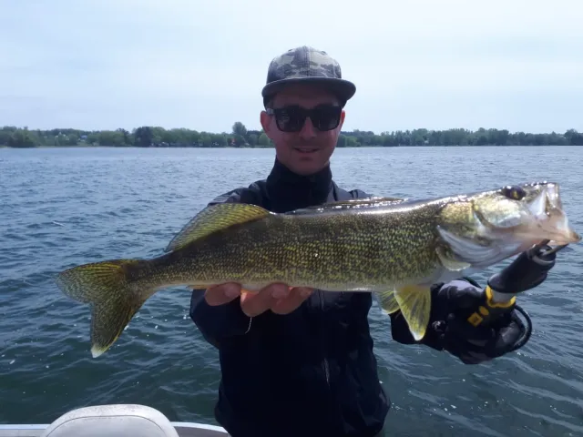 Zander