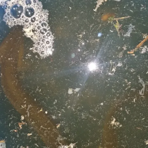 Aal