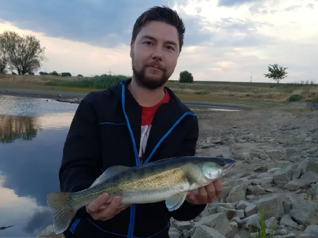 Zander