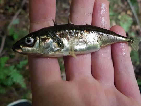 Dreistachliger Stichling