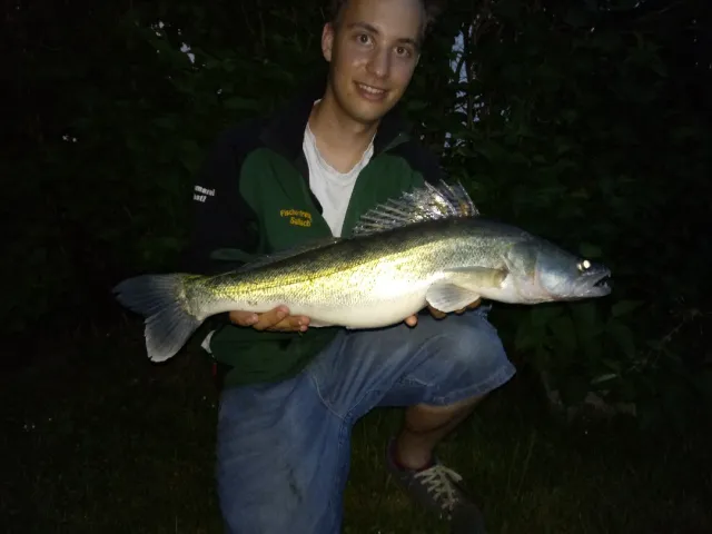 Zander