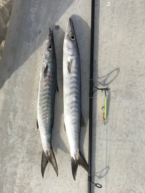 Barrakuda
