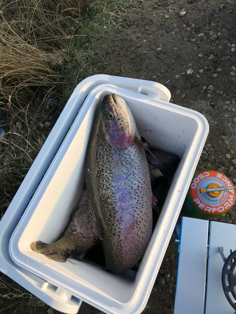 Regenbogenforelle