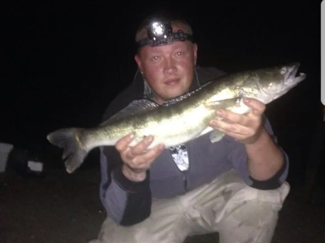 Zander