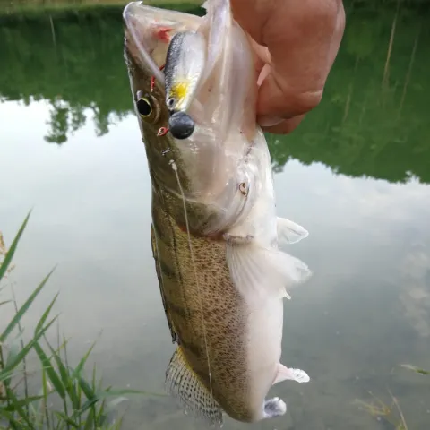 Zander