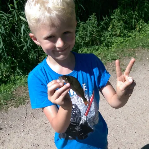 Flussbarsch
