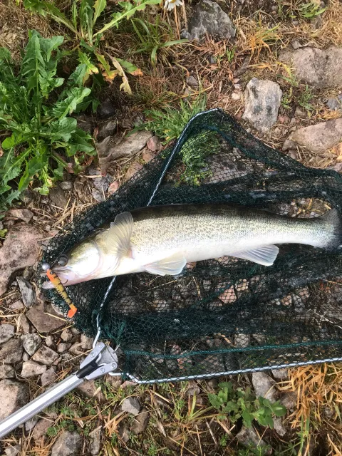 Zander