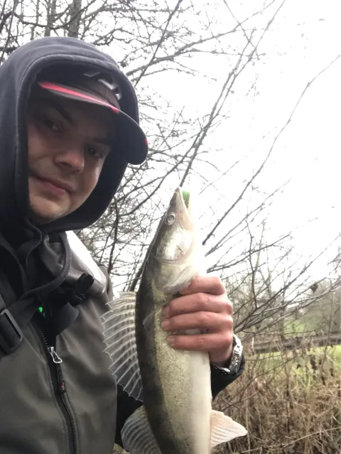 Zander