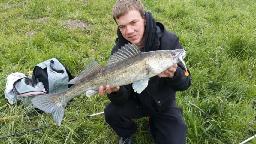 Zander