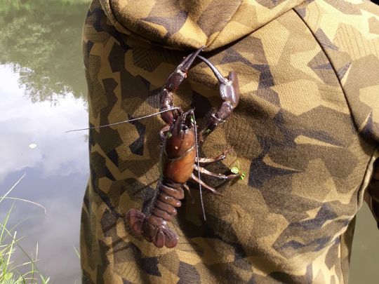 Galizischer Sumpfkrebs