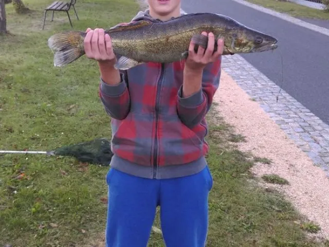 Zander