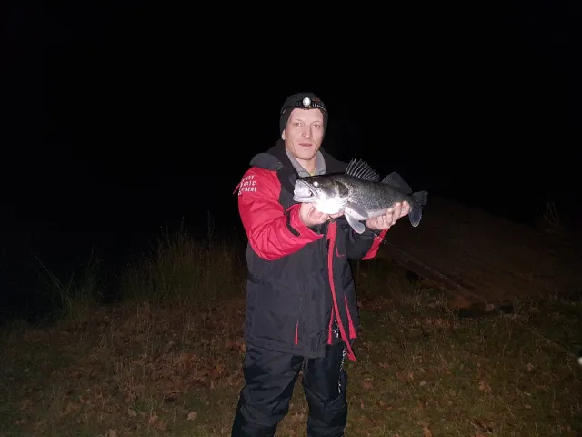Zander