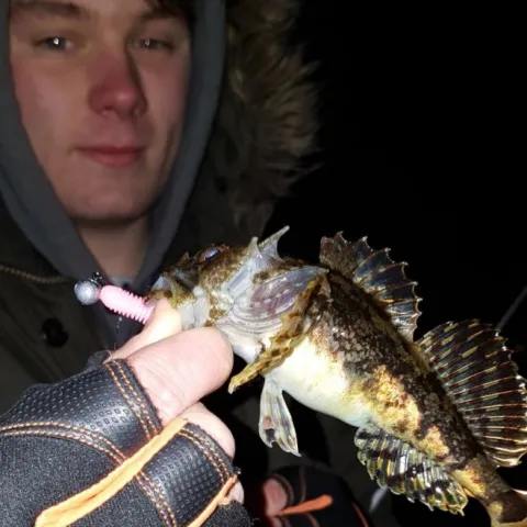 Seeskorpion