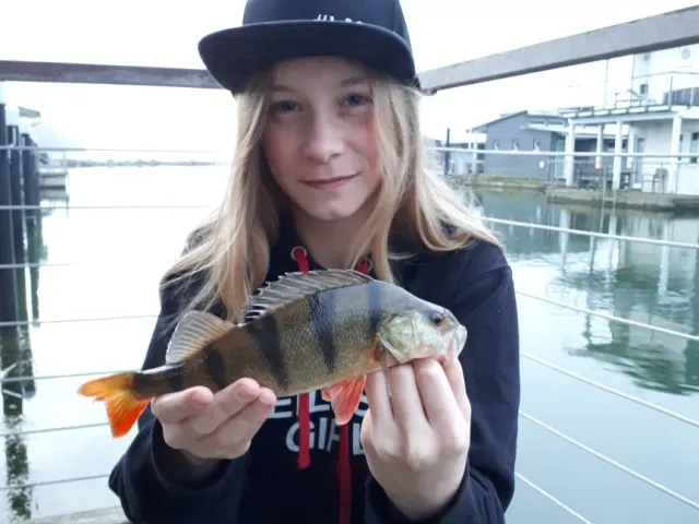 Flussbarsch