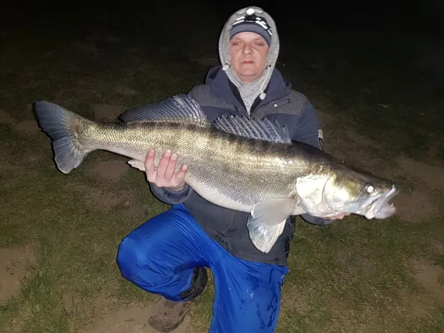 Zander