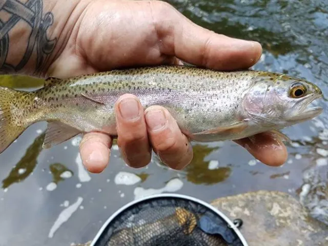 Regenbogenforelle