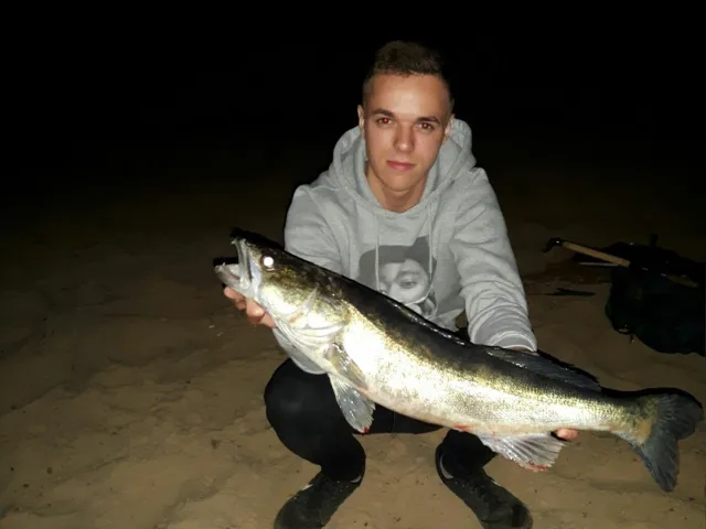 Zander