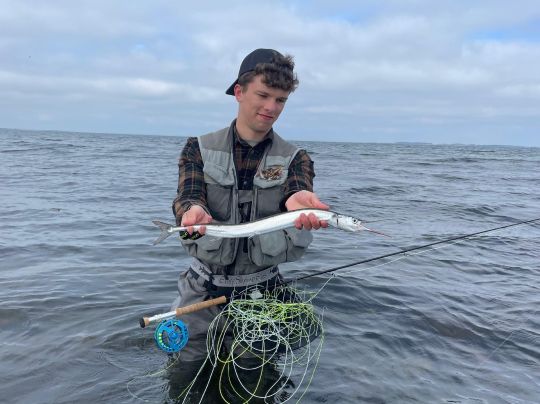 Hornhecht