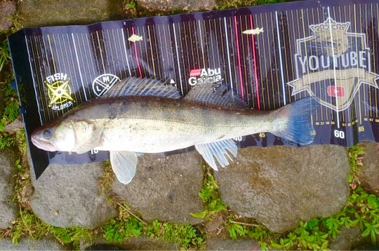 Zander