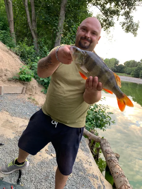 Flussbarsch