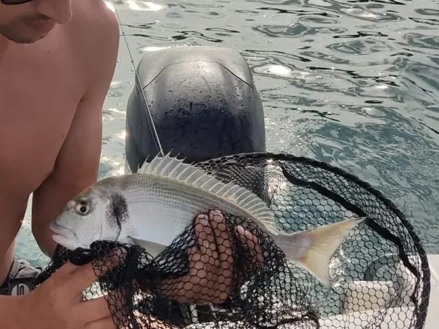 Dorade