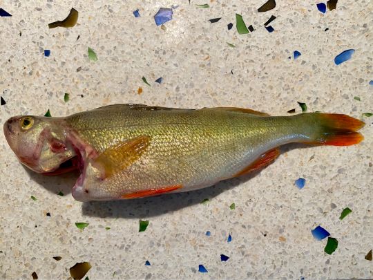 Flussbarsch