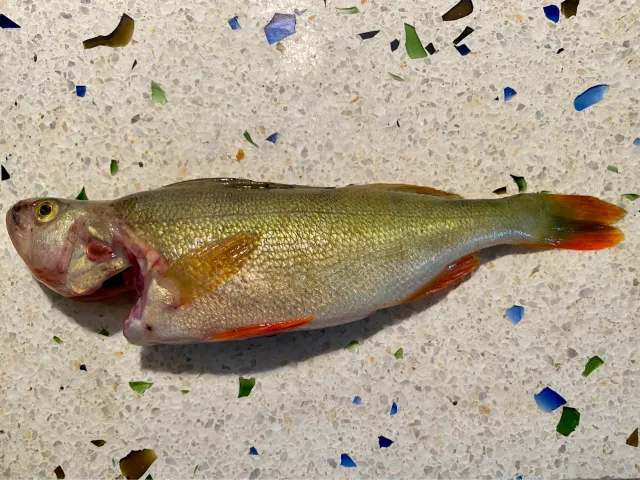Flussbarsch