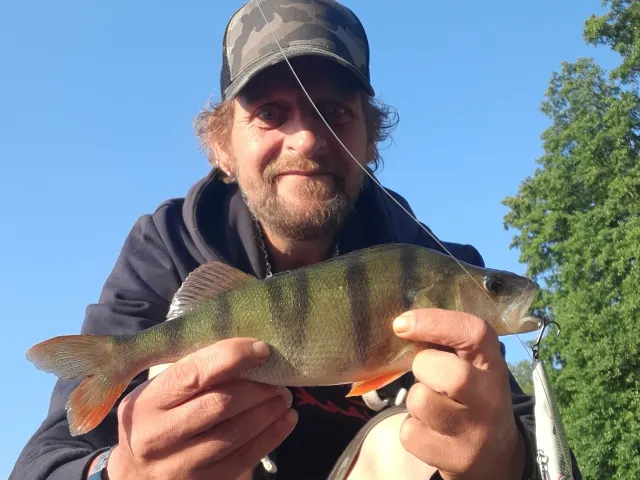 Flussbarsch