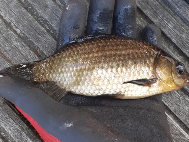 Karausche