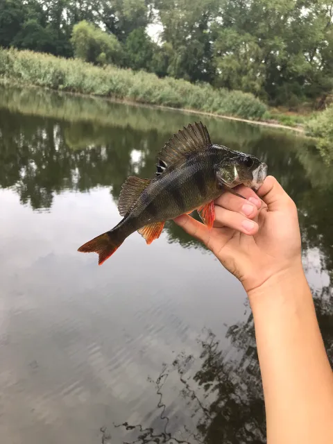 Flussbarsch