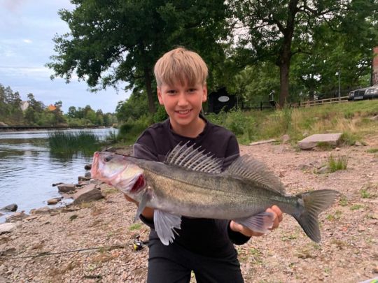 Zander