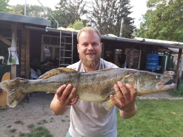 Zander