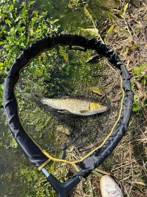 Döbel